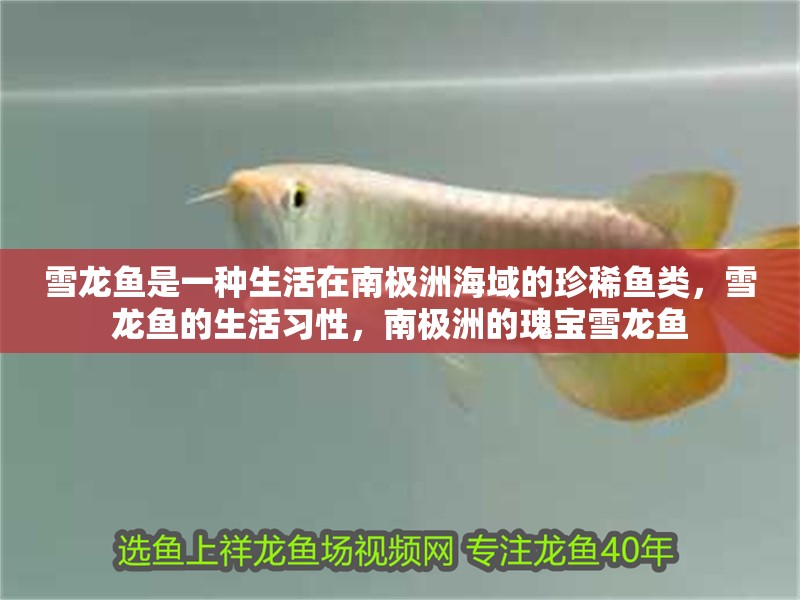 雪龍魚是一種生活在南極洲海域的珍稀魚類，雪龍魚的生活習性，南極洲的瑰寶雪龍魚 雪龍魚是一種生活在南極洲海域的珍稀魚類，雪龍魚的生活習性，南極洲的瑰寶雪龍魚 觀賞魚百科 第2張