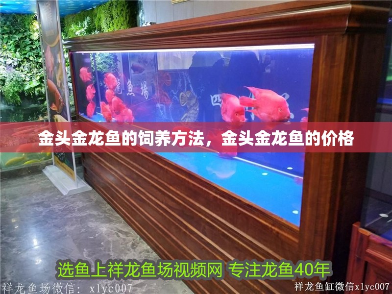 金頭金龍魚的飼養方法，金頭金龍魚的價格