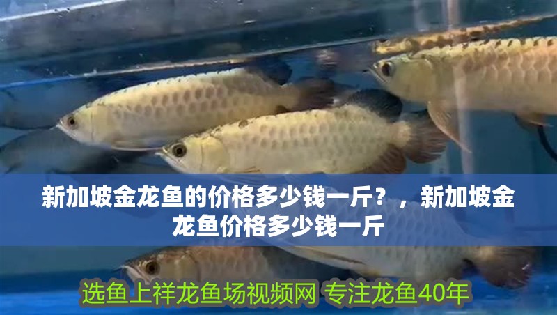 新加坡金龍魚的價格多少錢一斤？，新加坡金龍魚價格多少錢一斤