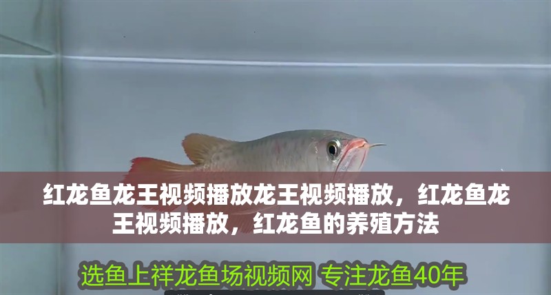 紅龍魚(yú)龍王視頻播放龍王視頻播放，紅龍魚(yú)龍王視頻播放，紅龍魚(yú)的養(yǎng)殖方法