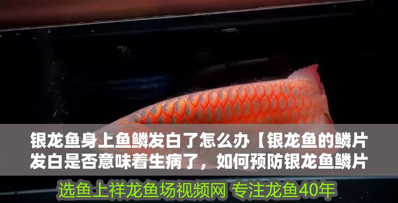 銀龍魚身上魚鱗發白了怎么辦【銀龍魚的鱗片發白是否意味著生病了，如何預防銀龍魚鱗片發白】