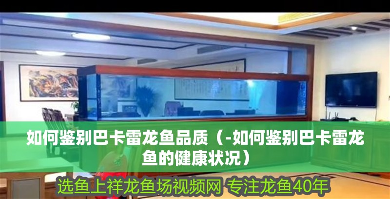 如何鑒別巴卡雷龍魚品質（-如何鑒別巴卡雷龍魚的健康狀況）