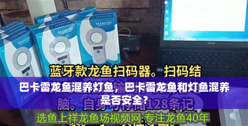 巴卡雷龍魚混養燈魚，巴卡雷龍魚和燈魚混養是否安全？ 巴卡雷龍魚混養燈魚，巴卡雷龍魚和燈魚混養是否安全？ 觀賞魚百科 第2張