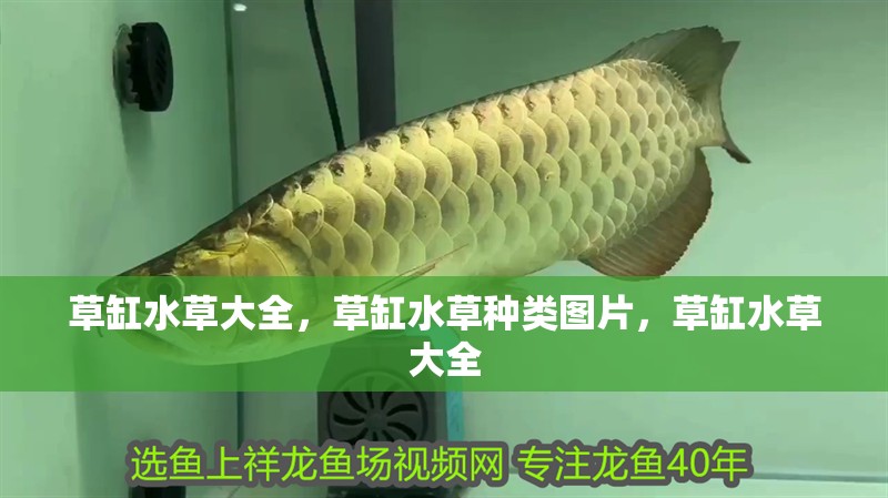 草缸水草大全，草缸水草種類圖片，草缸水草大全
