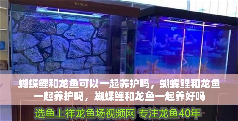 蝴蝶鯉和龍魚可以一起養(yǎng)護嗎，蝴蝶鯉和龍魚一起養(yǎng)護嗎，蝴蝶鯉和龍魚一起養(yǎng)好嗎