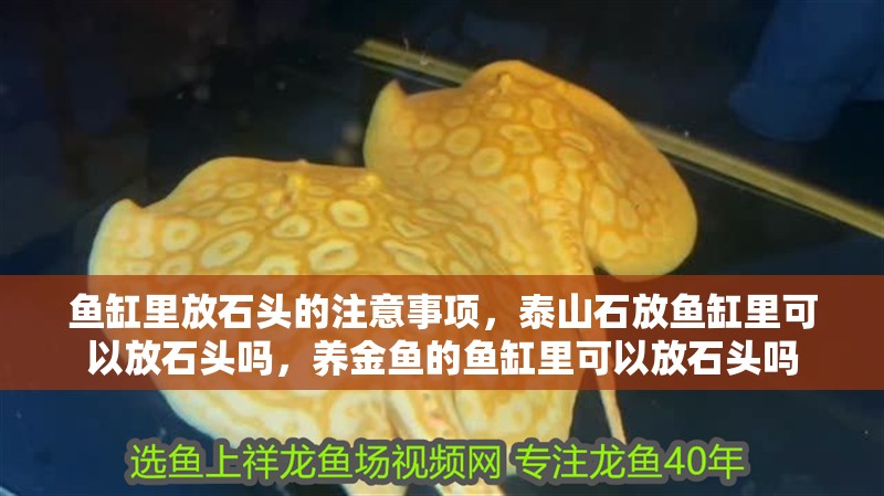 魚缸里放石頭的注意事項，泰山石放魚缸里可以放石頭嗎，養金魚的魚缸里可以放石頭嗎