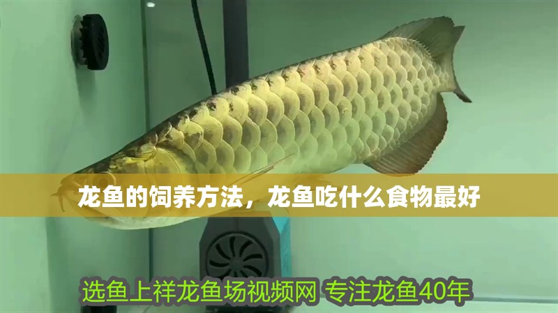 龍魚的飼養方法，龍魚吃什么食物最好