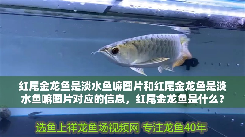 紅尾金龍魚是淡水魚嘛圖片和紅尾金龍魚是淡水魚嘛圖片對應的信息，紅尾金龍魚是什么？