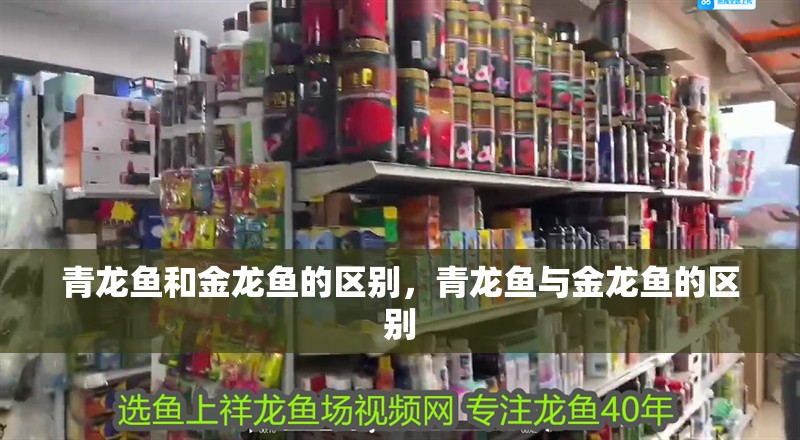 青龍魚和金龍魚的區(qū)別，青龍魚與金龍魚的區(qū)別