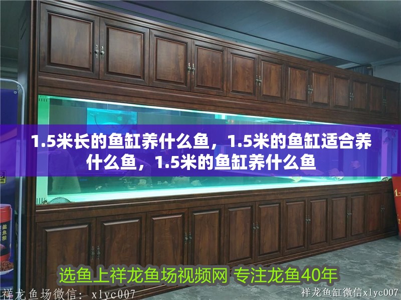 1.5米長的魚缸養什么魚，1.5米的魚缸適合養什么魚，1.5米的魚缸養什么魚