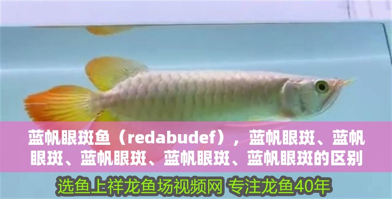 藍帆眼斑魚（redabudef），藍帆眼斑、藍帆眼斑、藍帆眼斑、藍帆眼斑、藍帆眼斑的區別
