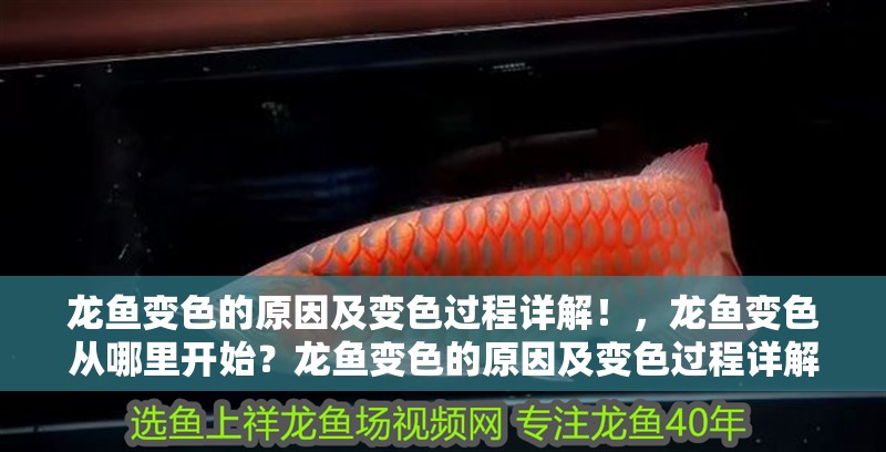 龍魚變色的原因及變色過程詳解！，龍魚變色從哪里開始？龍魚變色的原因及變色過程詳解！ 龍魚變色的原因及變色過程詳解！，龍魚變色從哪里開始？龍魚變色的原因及變色過程詳解！ 觀賞魚百科 第3張