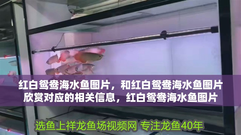 紅白鴛鴦海水魚圖片，和紅白鴛鴦海水魚圖片欣賞對應(yīng)的相關(guān)信息，紅白鴛鴦海水魚圖片