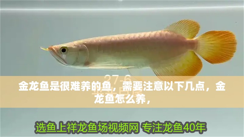 金龍魚是很難養的魚，需要注意以下幾點，金龍魚怎么養，