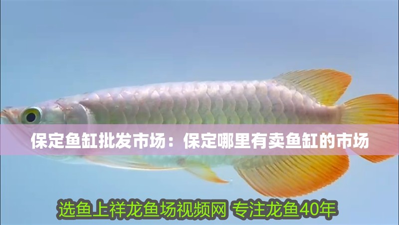 保定魚缸批發(fā)市場(chǎng)：保定哪里有賣魚缸的市場(chǎng)