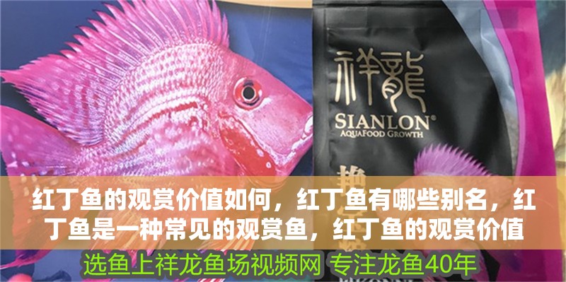 紅丁魚的觀賞價(jià)值如何，紅丁魚有哪些別名，紅丁魚是一種常見的觀賞魚，紅丁魚的觀賞價(jià)值如何
