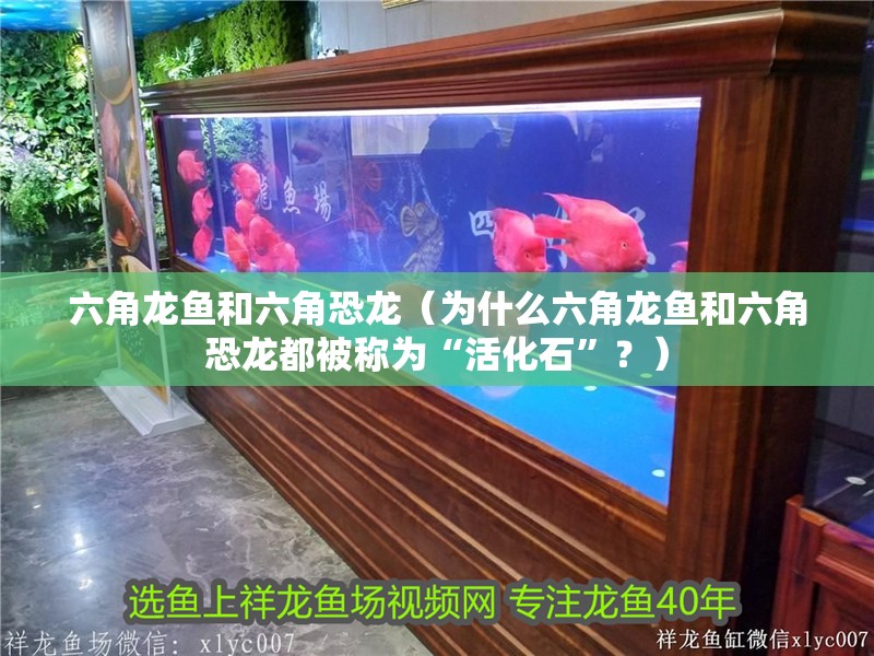 六角龍魚和六角恐龍（為什么六角龍魚和六角恐龍都被稱為“活化石”？）
