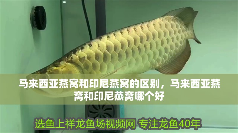 馬來西亞燕窩和印尼燕窩的區別，馬來西亞燕窩和印尼燕窩哪個好