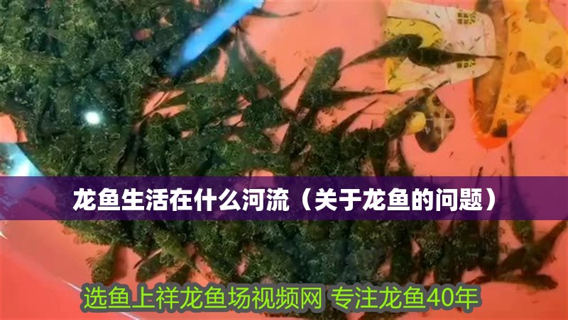 龍魚生活在什么河流（關于龍魚的問題）