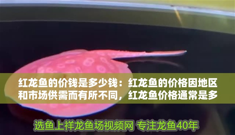 紅龍魚的價錢是多少錢：紅龍魚的價格因地區和市場供需而有所不同，紅龍魚價格通常是多少