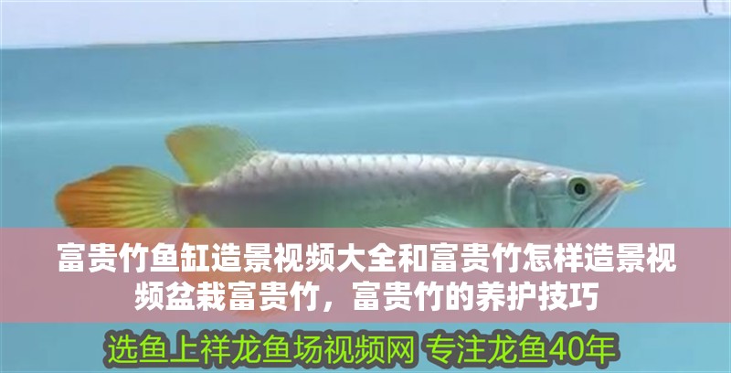 富貴竹魚缸造景視頻大全和富貴竹怎樣造景視頻盆栽富貴竹，富貴竹的養護技巧