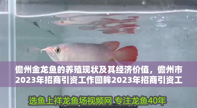 儋州金龍魚的養殖現狀及其經濟價值，儋州市2023年招商引資工作回眸2023年招商引資工作回眸