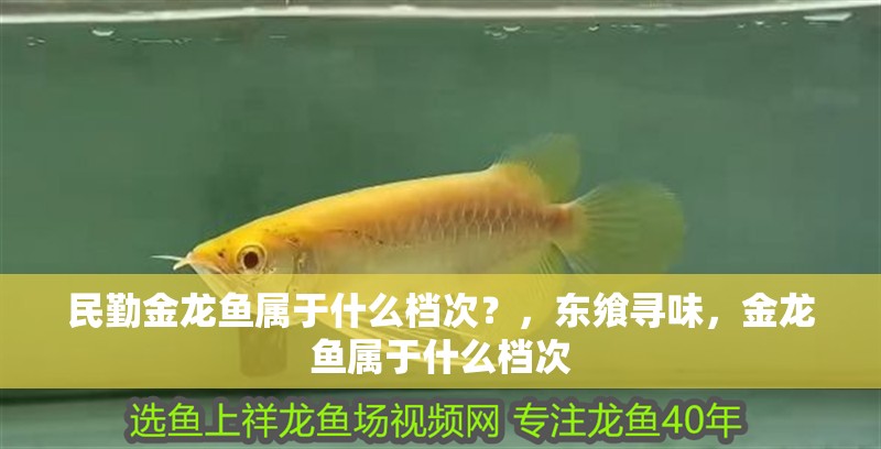 民勤金龍魚屬于什么檔次？，東饗尋味，金龍魚屬于什么檔次