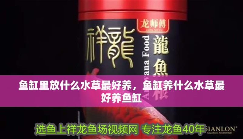 魚缸里放什么水草最好養(yǎng)，魚缸養(yǎng)什么水草最好養(yǎng)魚缸 魚缸里放什么水草最好養(yǎng)，魚缸養(yǎng)什么水草最好養(yǎng)魚缸 觀賞魚百科 第3張