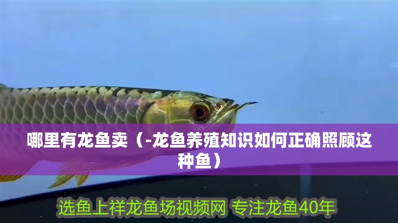 哪里有龍魚賣（-龍魚養(yǎng)殖知識如何正確照顧這種魚）