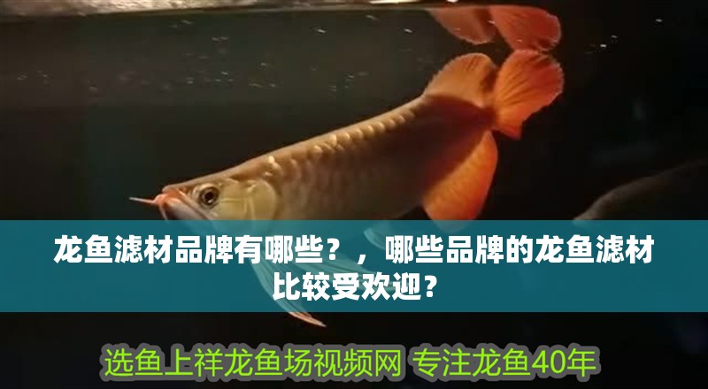 龍魚濾材品牌有哪些？，哪些品牌的龍魚濾材比較受歡迎？
