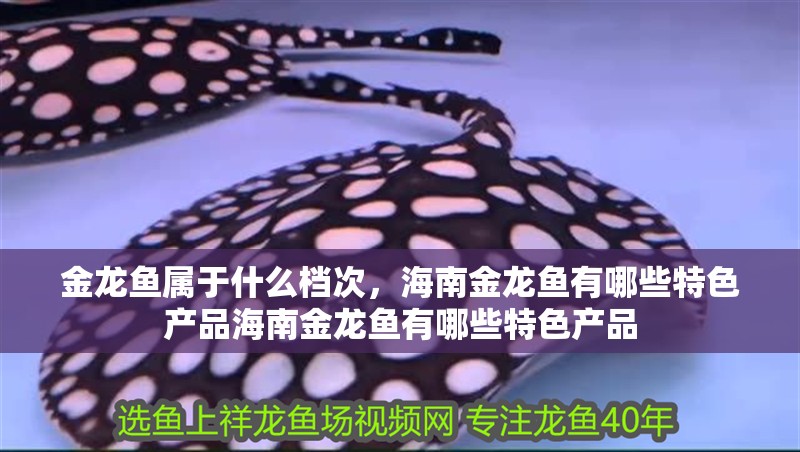 金龍魚屬于什么檔次，海南金龍魚有哪些特色產品海南金龍魚有哪些特色產品