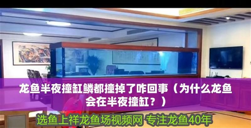 龍魚半夜撞缸鱗都撞掉了咋回事（為什么龍魚會在半夜撞缸？）
