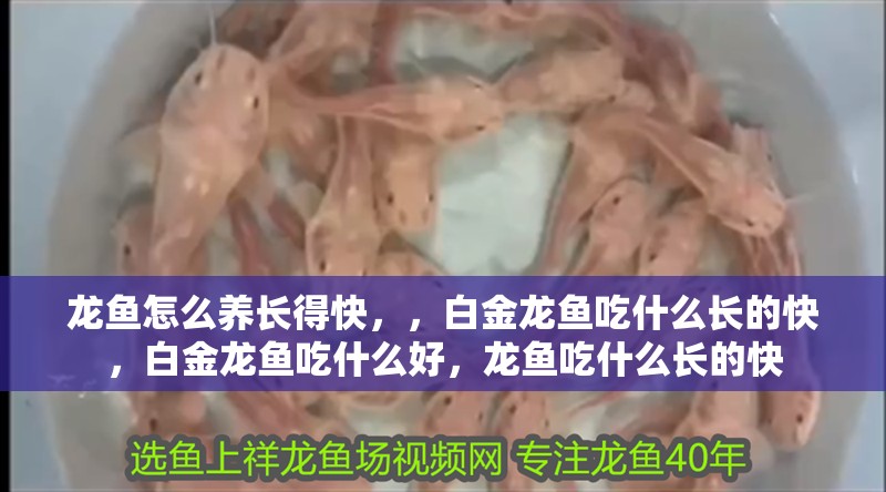 龍魚怎么養(yǎng)長得快，，白金龍魚吃什么長的快，白金龍魚吃什么好，龍魚吃什么長的快