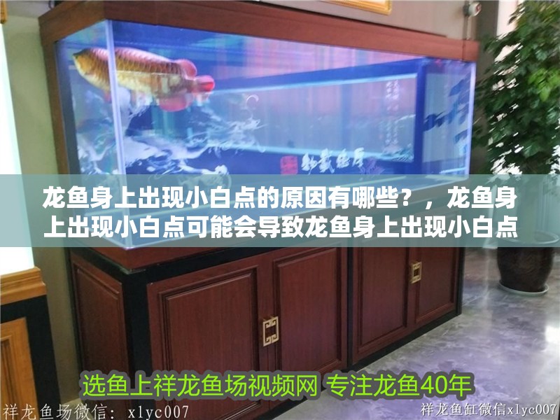 龍魚(yú)身上出現(xiàn)小白點(diǎn)的原因有哪些？，龍魚(yú)身上出現(xiàn)小白點(diǎn)可能會(huì)導(dǎo)致龍魚(yú)身上出現(xiàn)小白點(diǎn)的原因 龍魚(yú)身上出現(xiàn)小白點(diǎn)的原因有哪些？，龍魚(yú)身上出現(xiàn)小白點(diǎn)可能會(huì)導(dǎo)致龍魚(yú)身上出現(xiàn)小白點(diǎn)的原因 觀賞魚(yú)百科 第2張