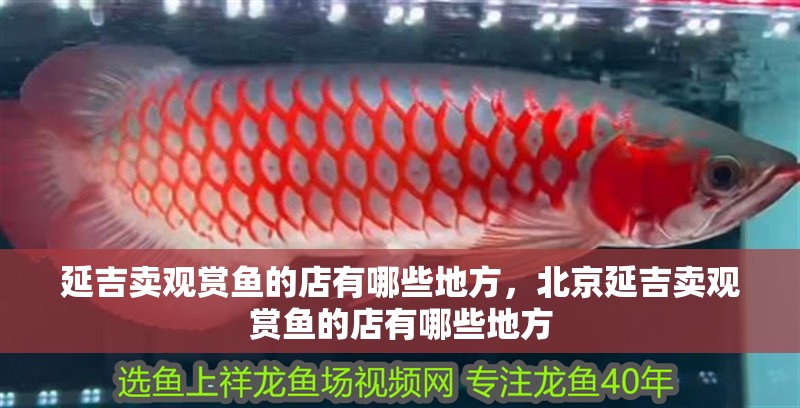 延吉賣觀賞魚的店有哪些地方，北京延吉賣觀賞魚的店有哪些地方