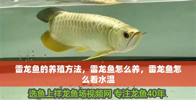 雷龍魚的養(yǎng)殖方法，雷龍魚怎么養(yǎng)，雷龍魚怎么看水溫 雷龍魚的養(yǎng)殖方法，雷龍魚怎么養(yǎng)，雷龍魚怎么看水溫 觀賞魚百科