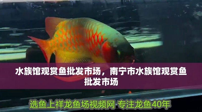 水族館觀賞魚批發(fā)市場(chǎng)，南寧市水族館觀賞魚批發(fā)市場(chǎng)