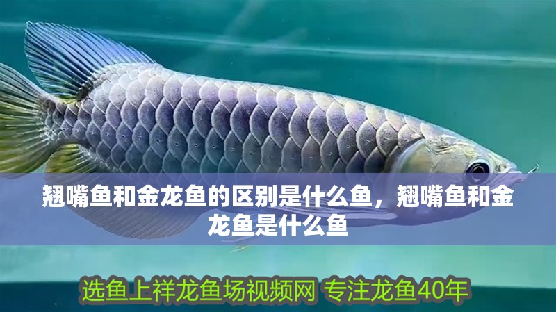 翹嘴魚和金龍魚的區別是什么魚，翹嘴魚和金龍魚是什么魚 翹嘴魚和金龍魚的區別是什么魚，翹嘴魚和金龍魚是什么魚 觀賞魚百科 第2張