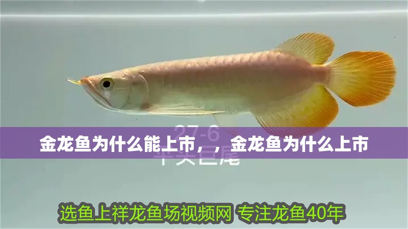 金龍魚為什么能上市，，金龍魚為什么上市