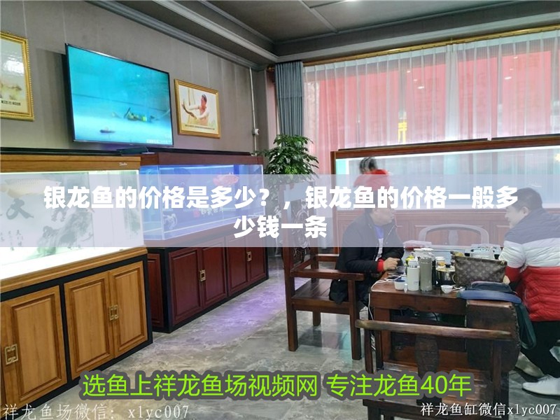 銀龍魚的價格是多少？，銀龍魚的價格一般多少錢一條