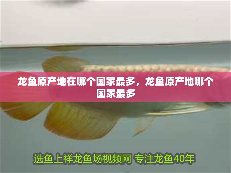 龍魚原產(chǎn)地在哪個國家最多，龍魚原產(chǎn)地哪個國家最多