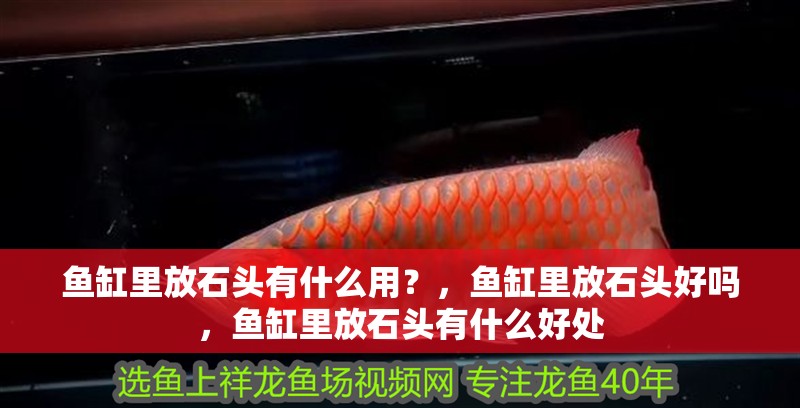 魚缸里放石頭有什么用？，魚缸里放石頭好嗎，魚缸里放石頭有什么好處