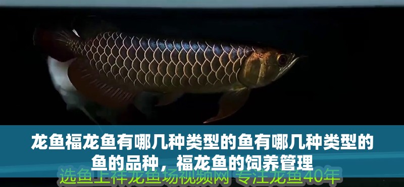 龍魚福龍魚有哪幾種類型的魚有哪幾種類型的魚的品種，福龍魚的飼養管理