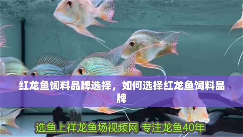 魚缸過濾器選購指南:自制魚缸過濾器魚缸上置過濾器對于養魚愛好者的必備知識 紅龍魚飼料品牌選擇,如何選擇紅龍魚飼料品牌 觀賞魚百科 紅龍魚飼料品牌選擇,如何選擇紅龍魚飼料品牌 紅龍魚飼料品牌選擇,如何選擇紅龍魚飼料品牌 觀賞魚百科