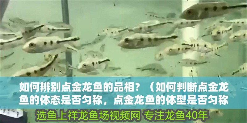 如何辨別點金龍魚的品相？（如何判斷點金龍魚的體態是否勻稱，點金龍魚的體型是否勻稱）