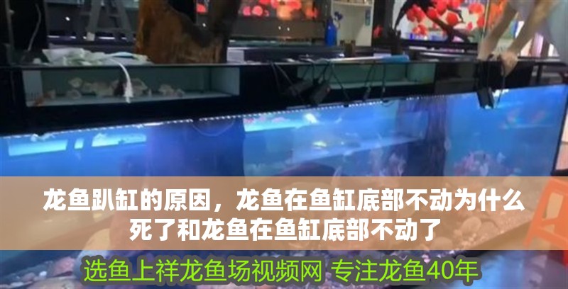 龍魚趴缸的原因，龍魚在魚缸底部不動為什么死了和龍魚在魚缸底部不動了