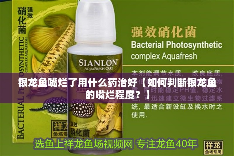 銀龍魚嘴爛了用什么藥治好【如何判斷銀龍魚的嘴爛程度？】