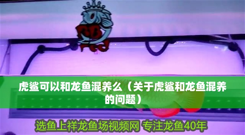 虎鯊可以和龍魚(yú)混養(yǎng)么（關(guān)于虎鯊和龍魚(yú)混養(yǎng)的問(wèn)題）