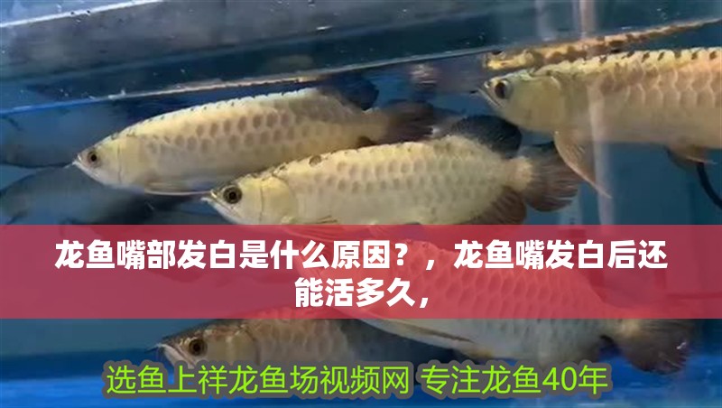 龍魚嘴部發白是什么原因？，龍魚嘴發白后還能活多久，