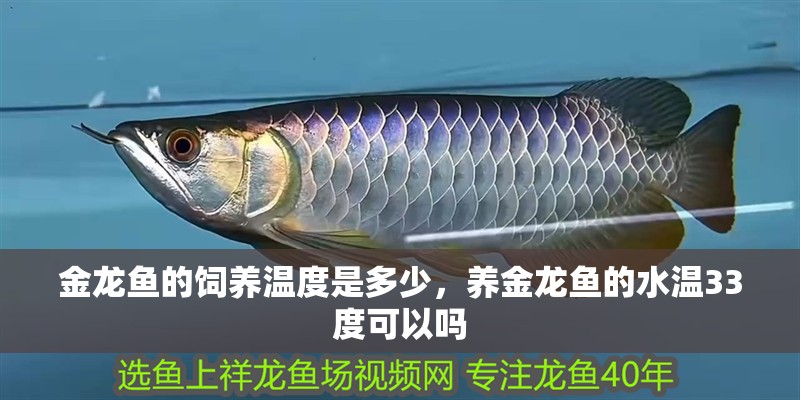 金龍魚的飼養溫度是多少，養金龍魚的水溫33度可以嗎
